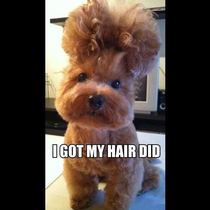small dog with nice hairdo