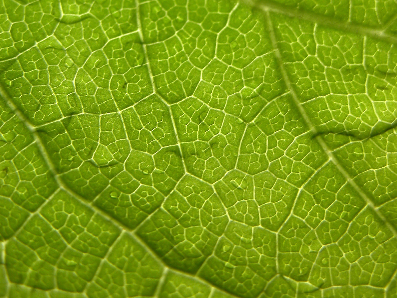 Leaf Wallpaper 07
