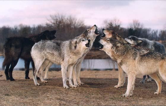 howling wolf pack