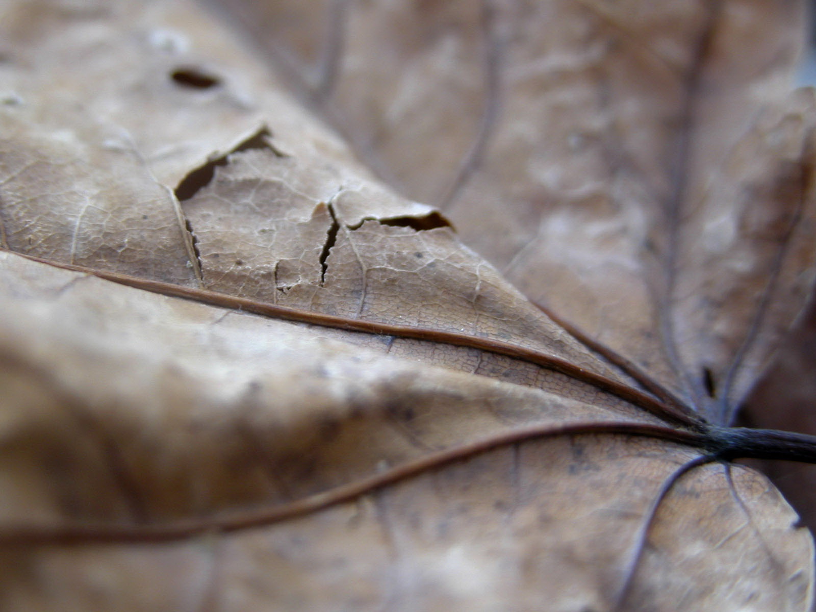 Leaf Wallpaper 04